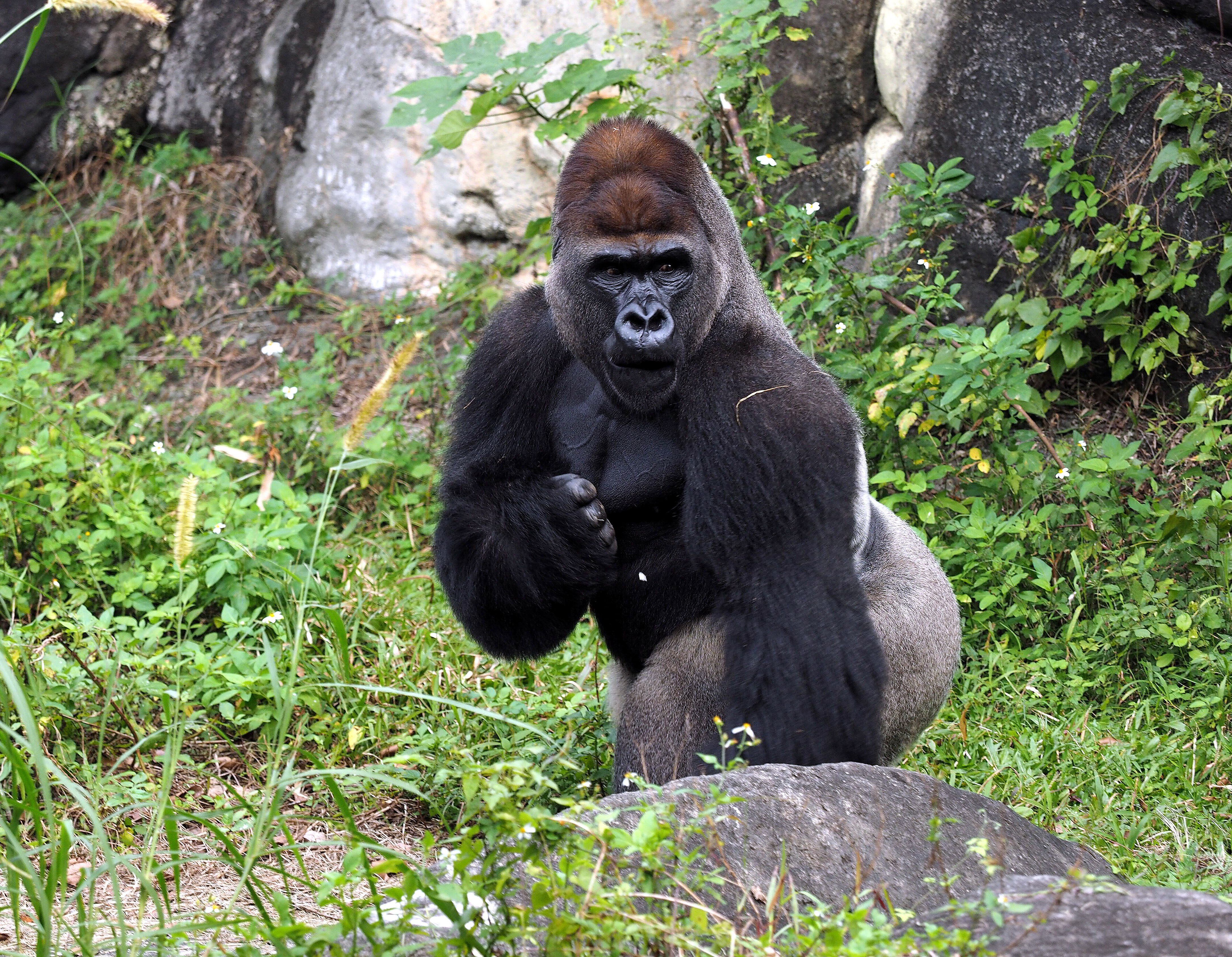 Un gorila macho en el zoo de Taipei (Taiwán). (Foto: EFE/EPA/DAVID CHANG/Archivo)