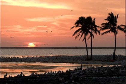 Actualmente viven cientos de variedades de aves y cangrejos en la isla Foto: Wikimedia
