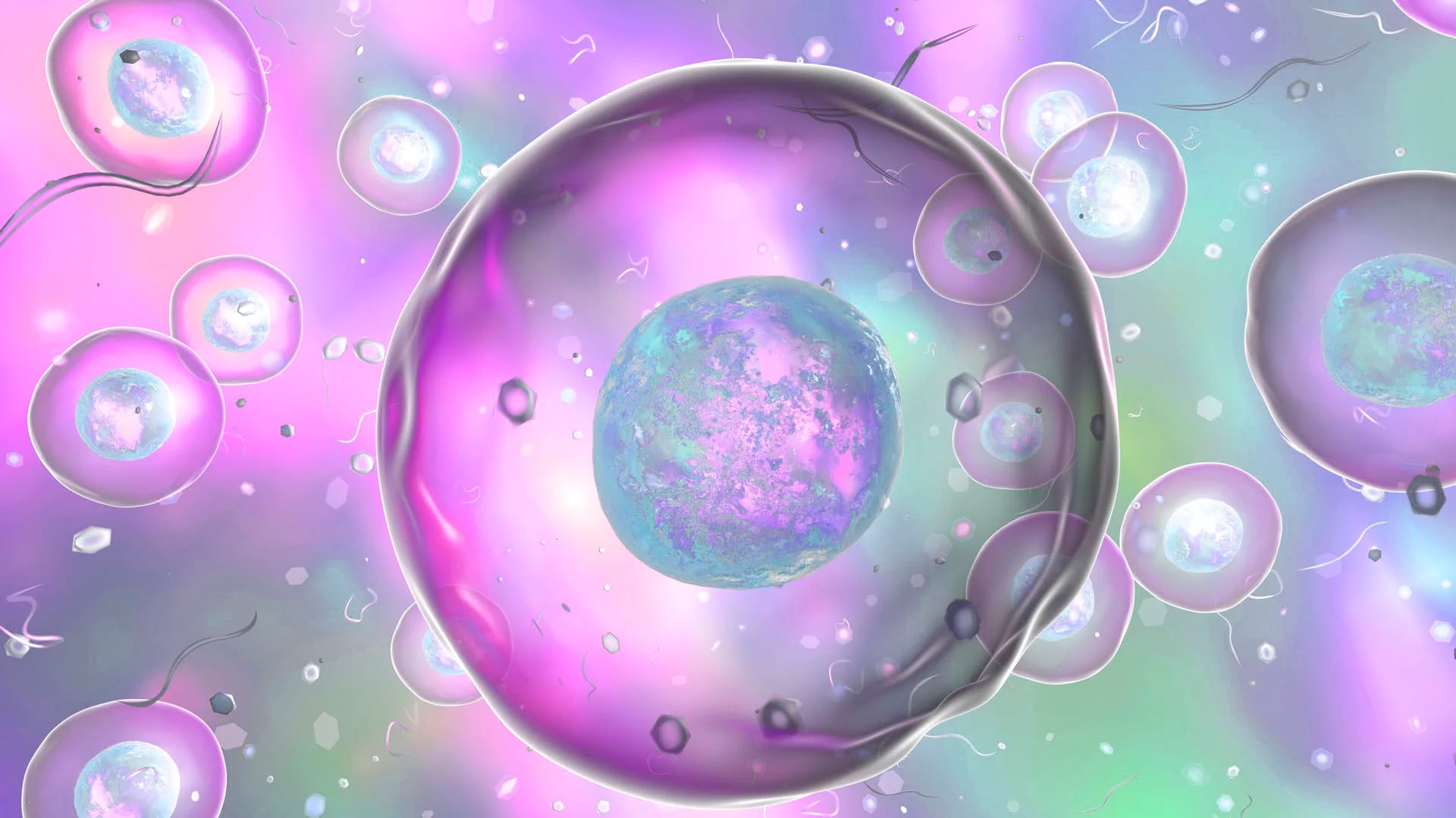 Un novedoso método de rejuvenecimiento ovárico recurre a las células madre (iStock)