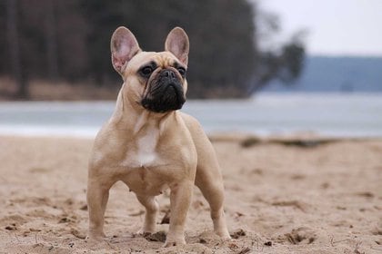 El bulldog francés es una de las razas que lideraba el ránking en Argentina en 2017 (Foto: Shutterstock)