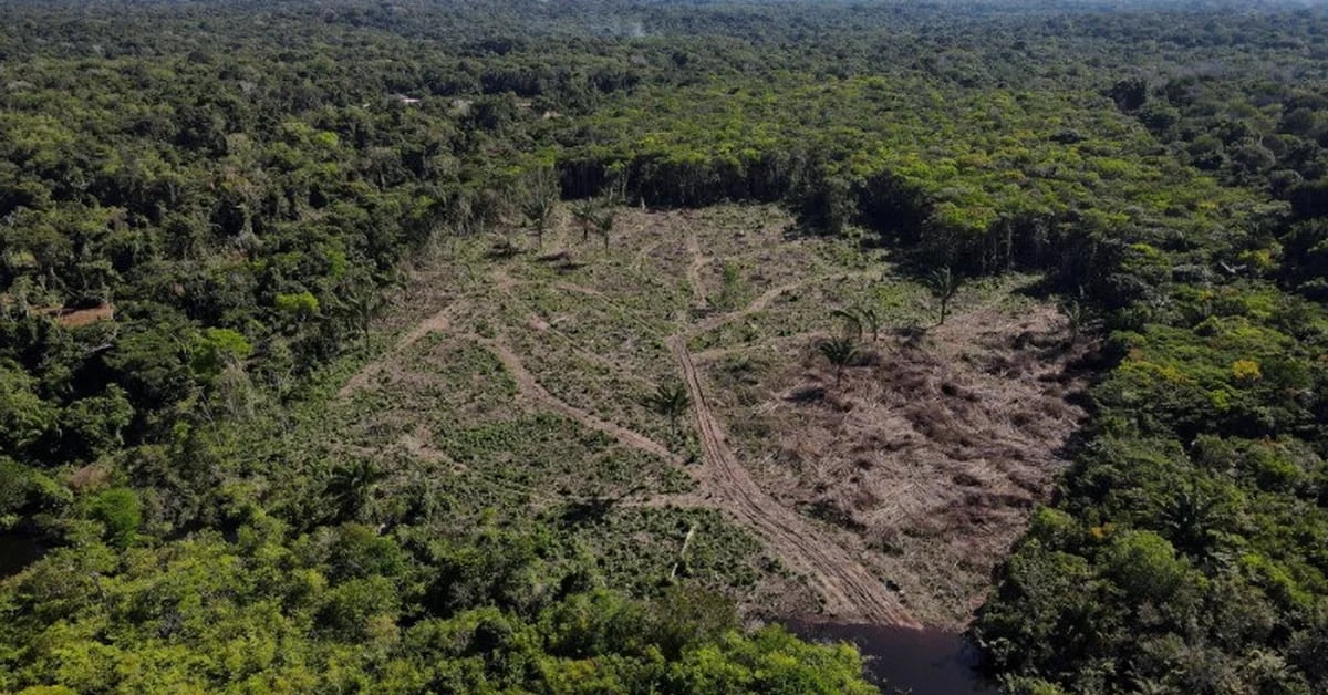 Amazon deforestation reduces rainfall in South America