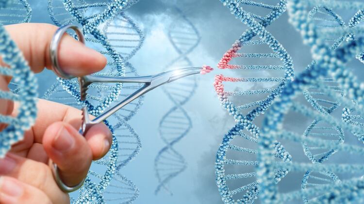 La tecnología CRISPR se utiliza con éxito en muchas áreas, pero tiene problemas éticos en humanos. (iStock)