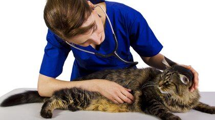 Lo ideal es que  gatos más viejos sean controlados anualmente o más a menudo por un veterinario (Shutterstock)