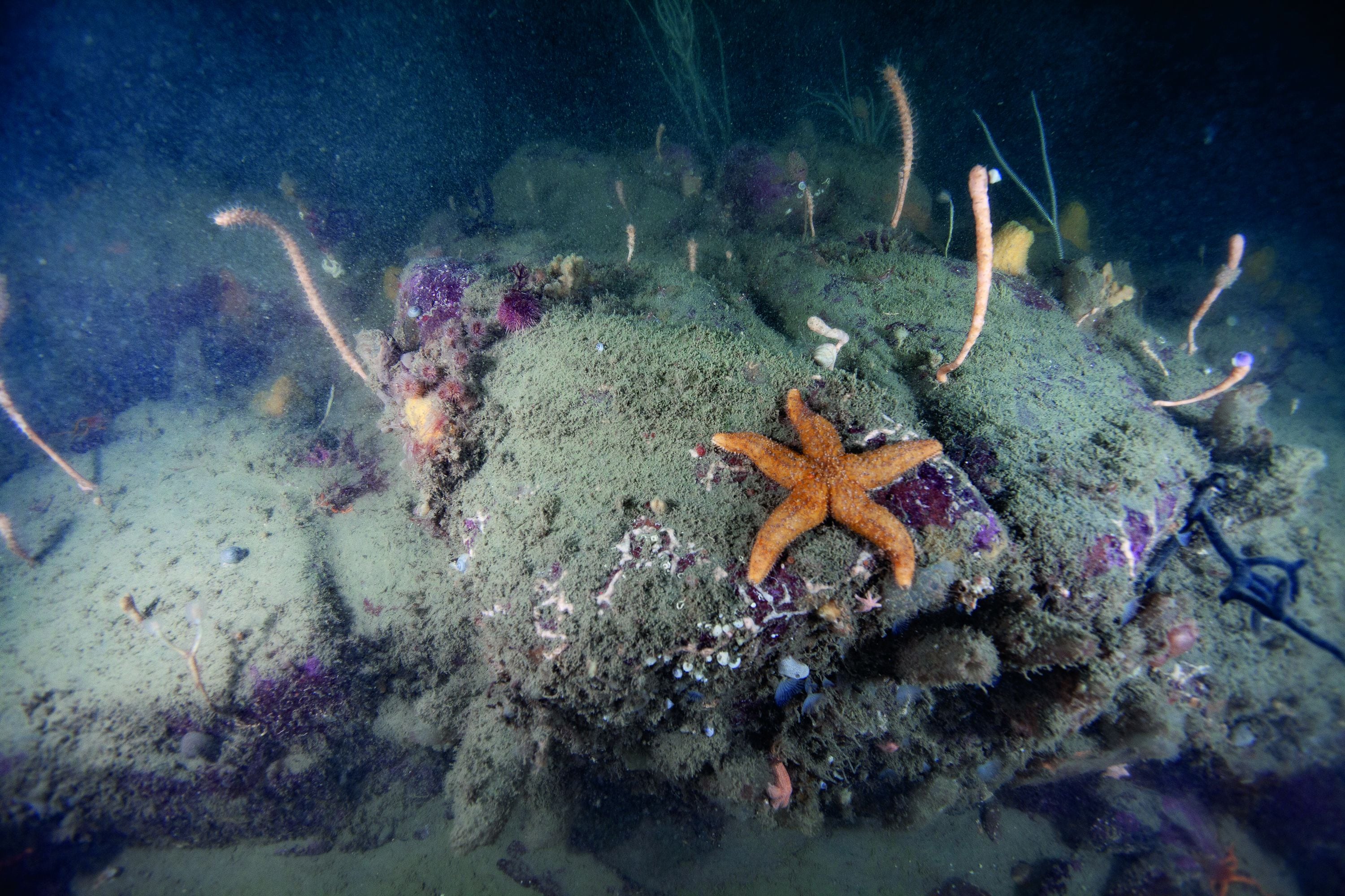 El registro de Parques Nacionales también incluye la vida submarina (Retratos Parques Nacionales)