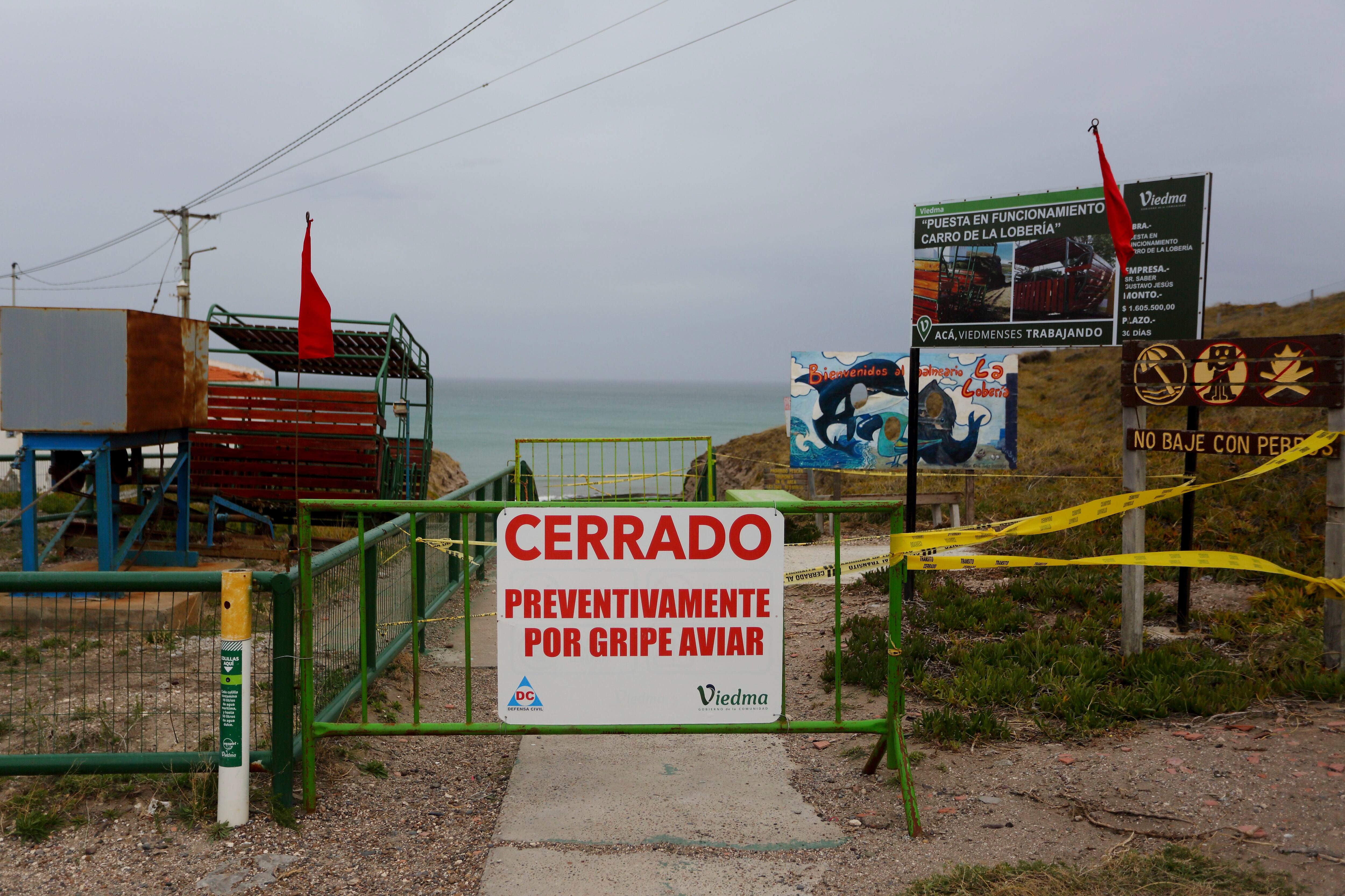 Los lobos marinos que habitan la costa de Argentina adquirieron la gripe aviar por primera vez el año pasado. Muchos murieron (Foto AP/Juan Macri)