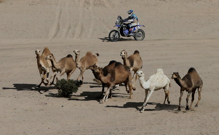 Mauricio Javier Gomez también se encontró a la manada de camellos en la segunda etapa del Dakar. Foto: REUTERS/Hamad I Mohammed