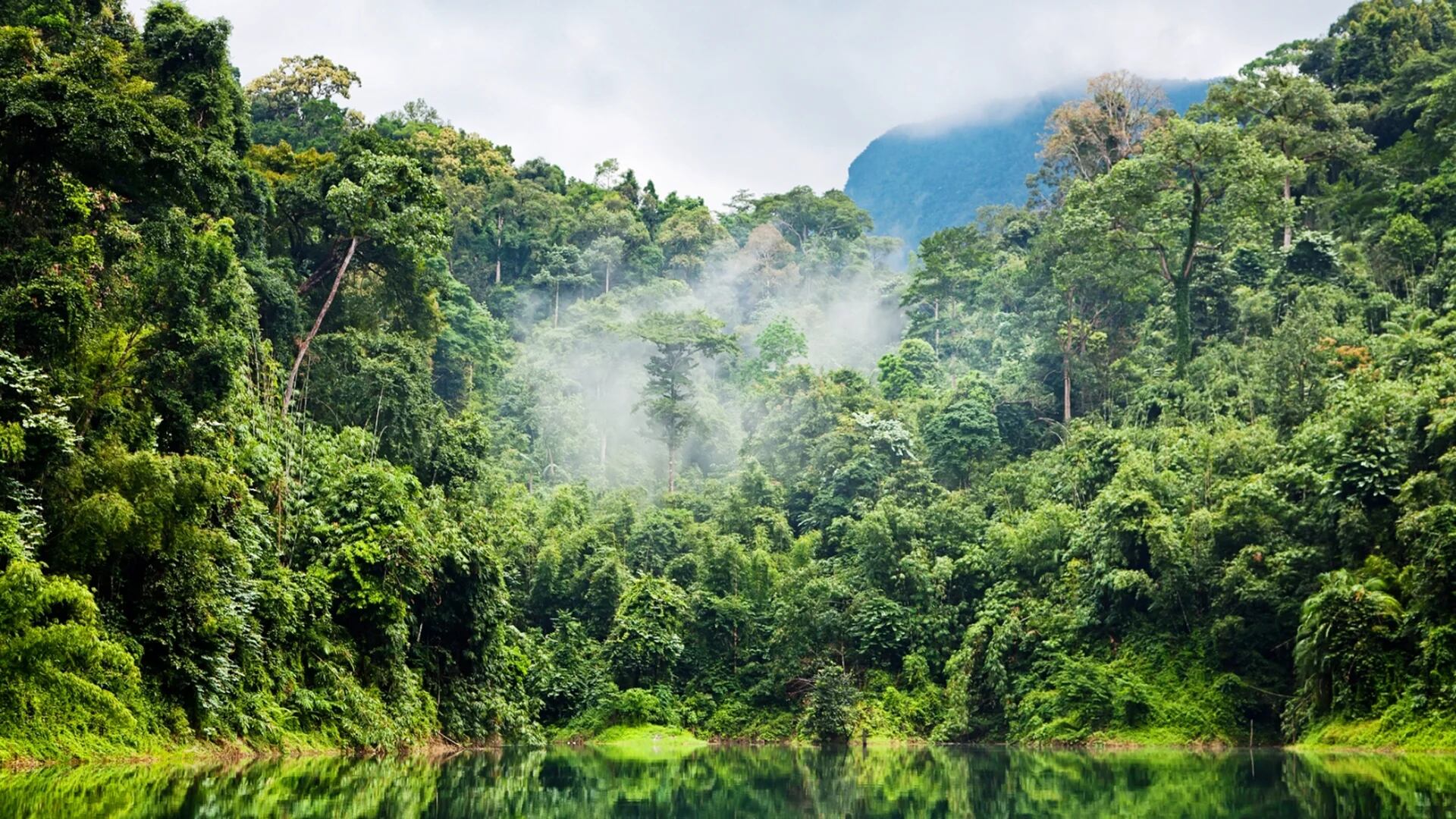 La biodiversidad de las selvas tropicales sería la clave para evitar sequias a falta de lluvia o agua en el ambiente