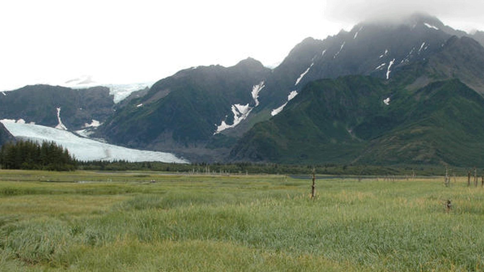 <p>Esta fotografía fue tomada el 10 de agosto de 2005 en la misma ubicación. El Glaciar Pedersen ha retrocedido más de 2 kilómetros. Ahora es compatible con diversas variedades de pastos, arbustos y plantas</p> Bruce F. Molnia / USGS 163