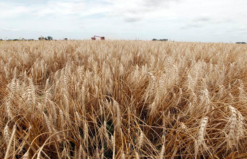 La mirada de corto y mediano plazo de los productores estará en la próxima campaña de trigo. ( REUTERS/Enrique Marcarian)