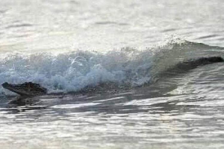 La fauna está regresando a sus hábitats que fueron tomados por lo seres humanos (Foto: Twitter@ClickMKT2016)