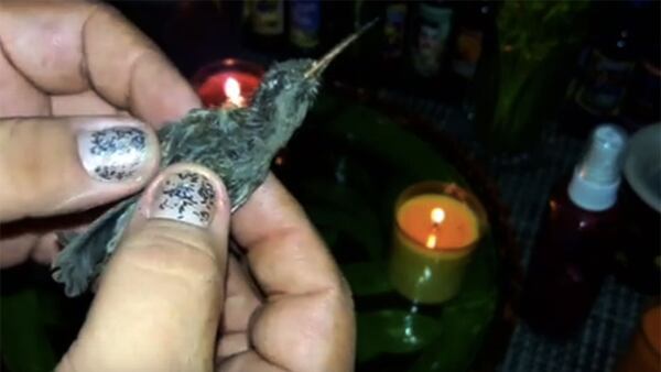 El colibrÃ­ es recomendado por brujos y chamanes para atraer el amor (Foto: YouTube)