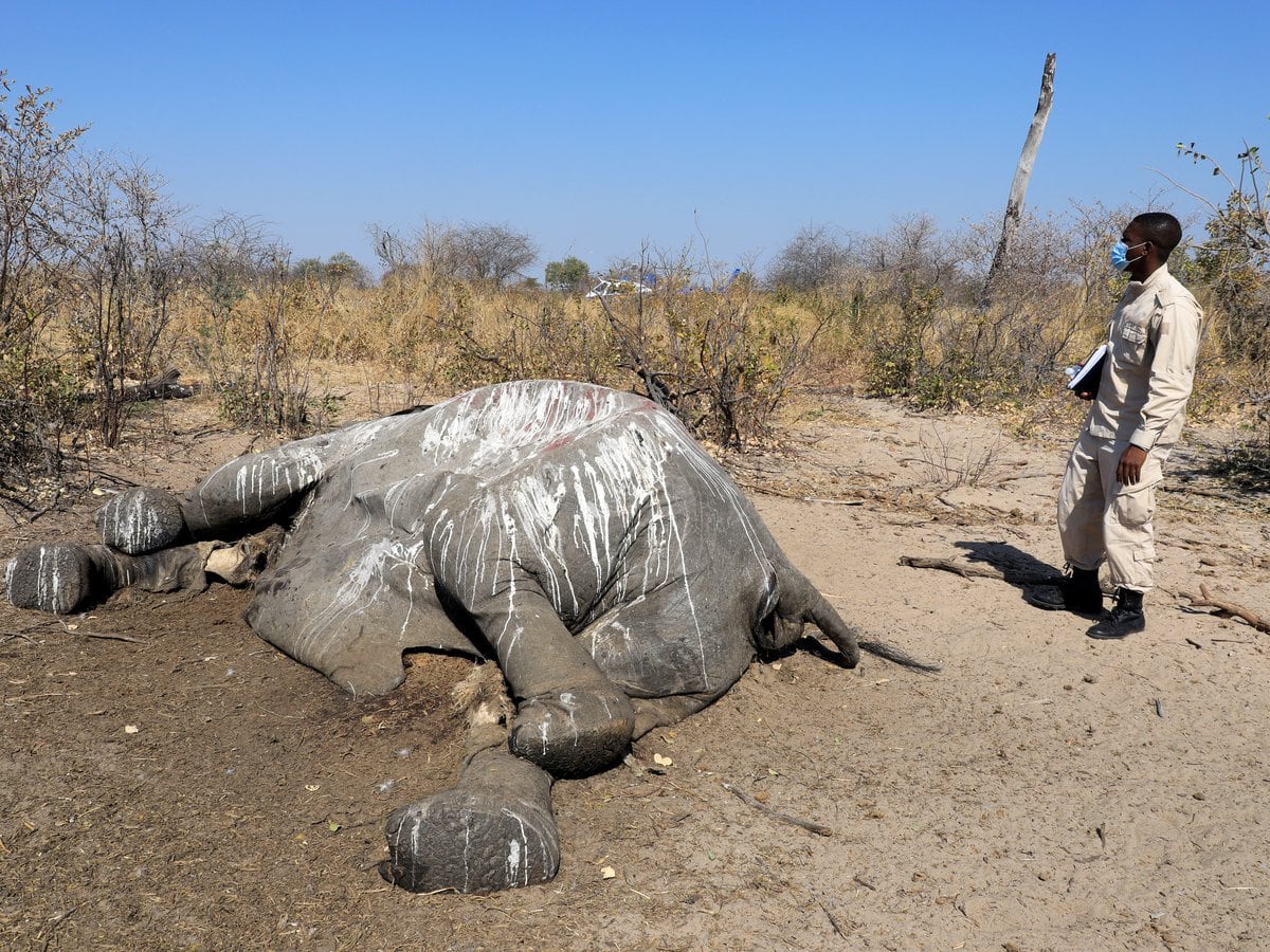 Mueren 330 elefantes por cianobacterias