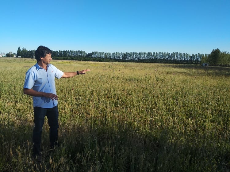 El proyecto busca experimentar cultivos en interior y exterior y generar una cepa patagónica para uso medicinal