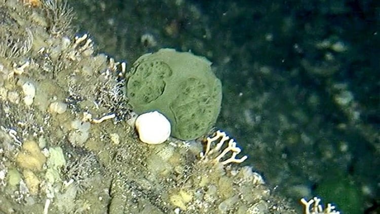 El cáncer de páncreas se caracteriza por una especie de esponja verde (Foto: archivo)