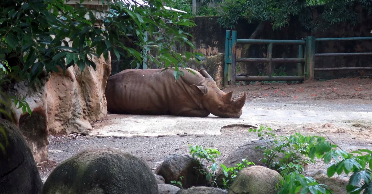 Puerto Rico closes its only zoo after years of complaints