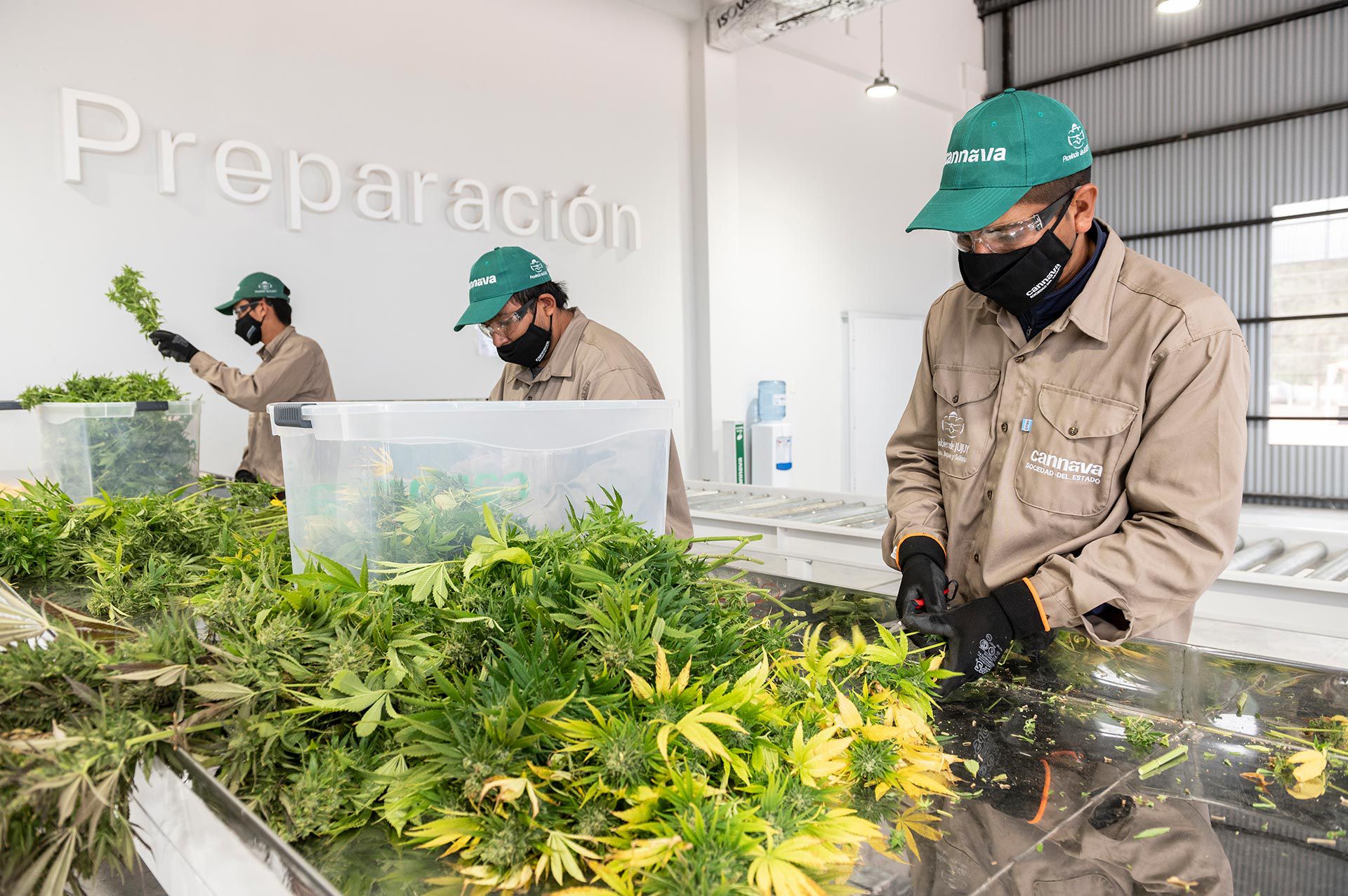 Trabajadores de Cannava, la empresa estatal de Jujuy en pleno trabajo post cosecha (Cristian Gastón Taylor)