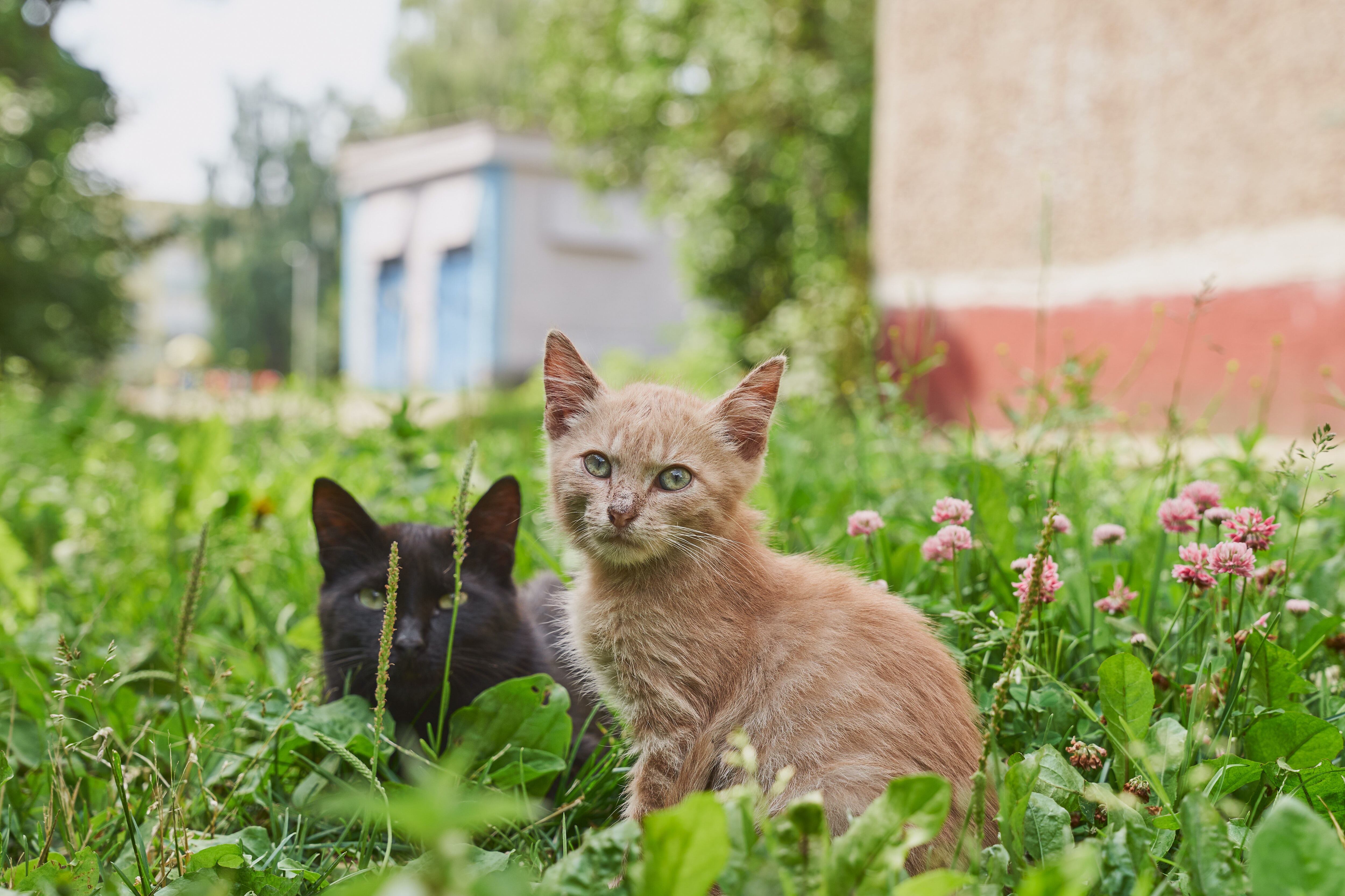 gatos, felino doméstico, gato