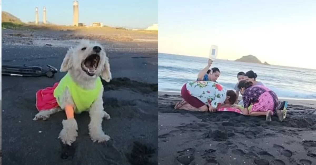 A beach family’s farewell to their terminally ill dog