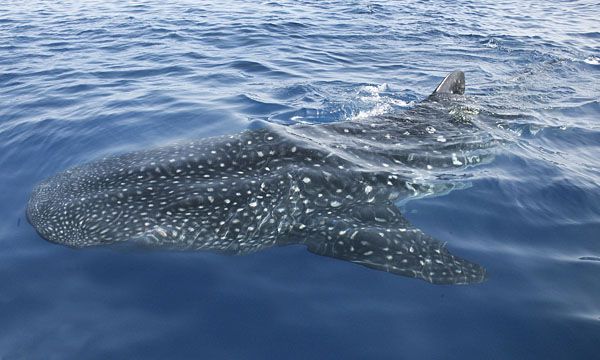 El tiburón ballena pasa mucho tiempo en aguas superficiales