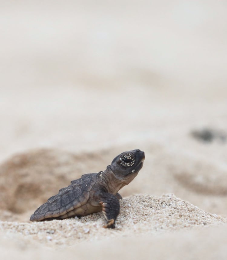 El aumento de las temperaturas de la arena fomentan la reproducción de un sólo género. (Foto: @PtoMorelosAyto)