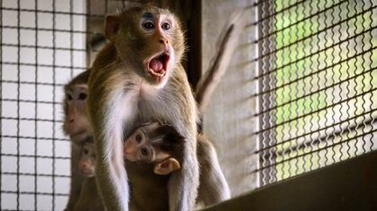 Pruebas en laboratorios con animales (AFP)