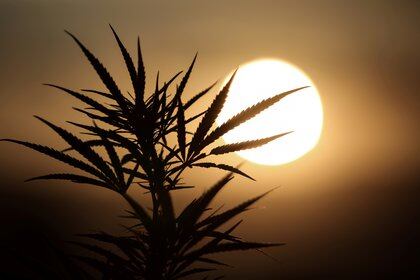 FILE PHOTO: Leaves of a Carmagnola hemp strain plant are silhouetted as the sun sets at a medical cannabis plantation in Trikala, Greece, August 29, 2019. Picture taken August 29, 2019. REUTERS/Stelios Misinas/File Photo