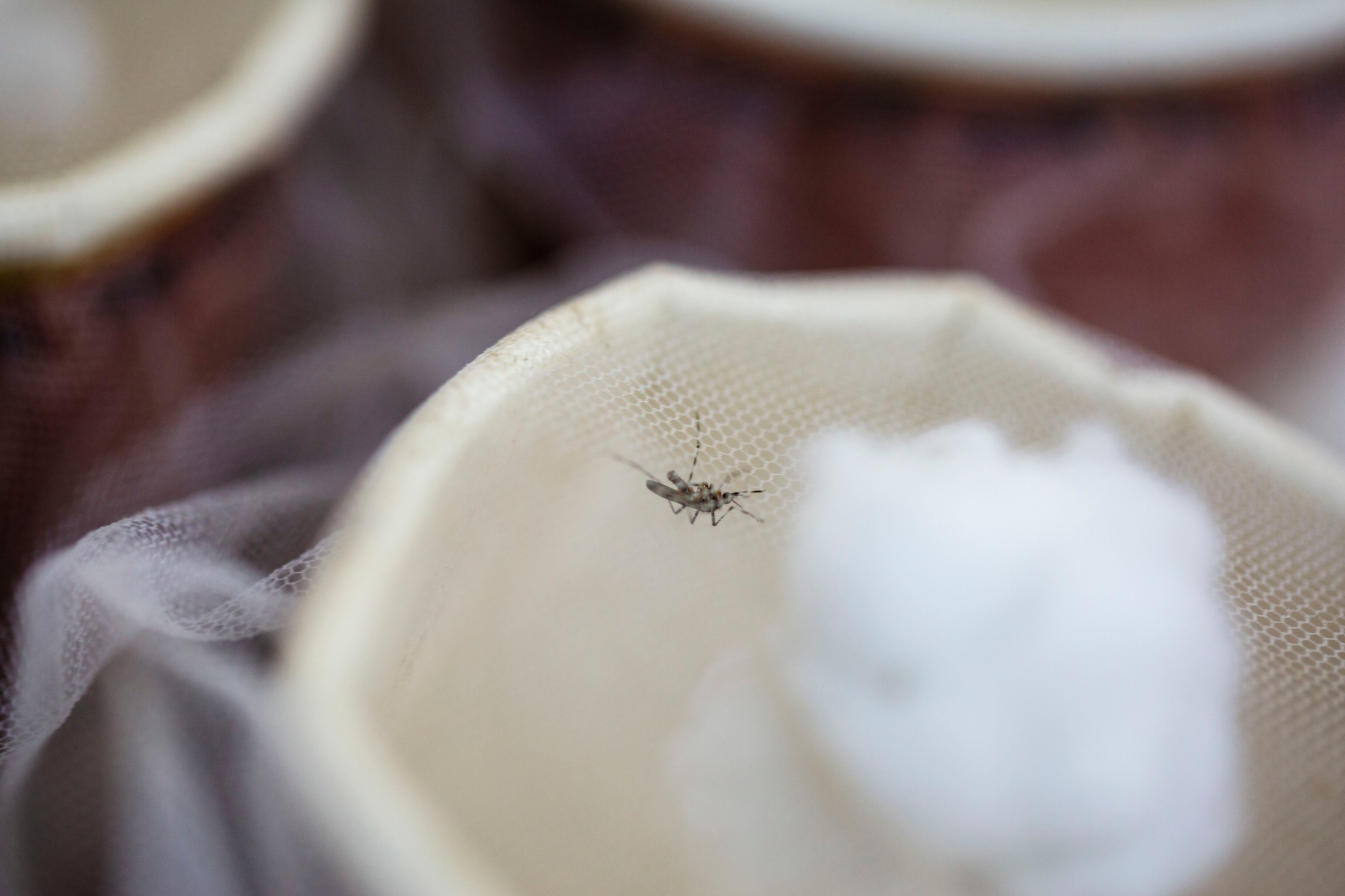 Mosquitos Kenia