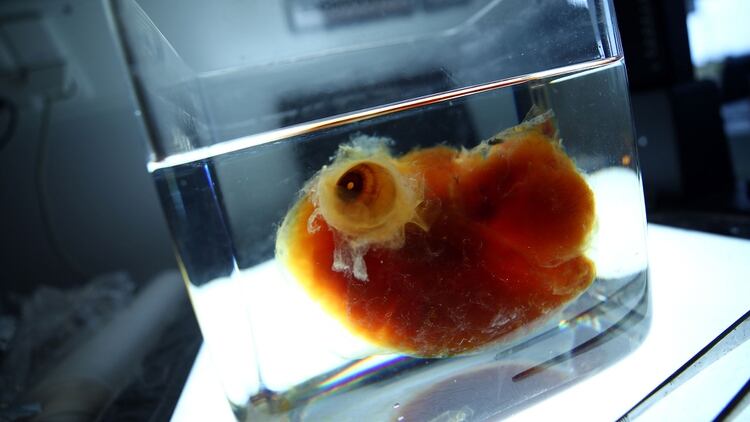 Científicos de la Universidad Ludwig Maximilians en Múnich, liderados por Ali Erturk, desarrollaron una técnica que usa un solvente para crear órganos como el cerebro y los riñones (Foto: Reuters)