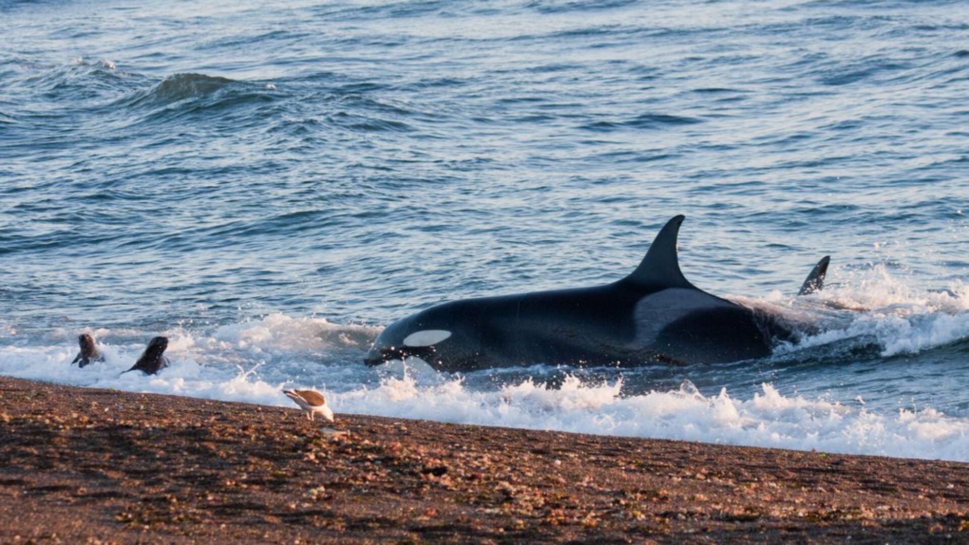 Imagen de archivo de unas orcas en la Península Valdés, Argentina (Ministerio de Turismo de Argentina)