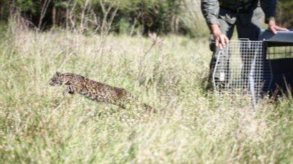 El momento de la liberación de un gato montés