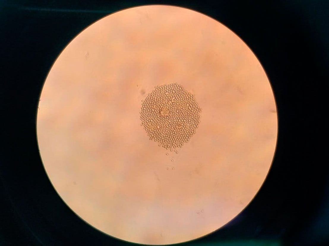 Clon de la vacuna ARVAC Cecilia Grierson, visto bajo el microscopio