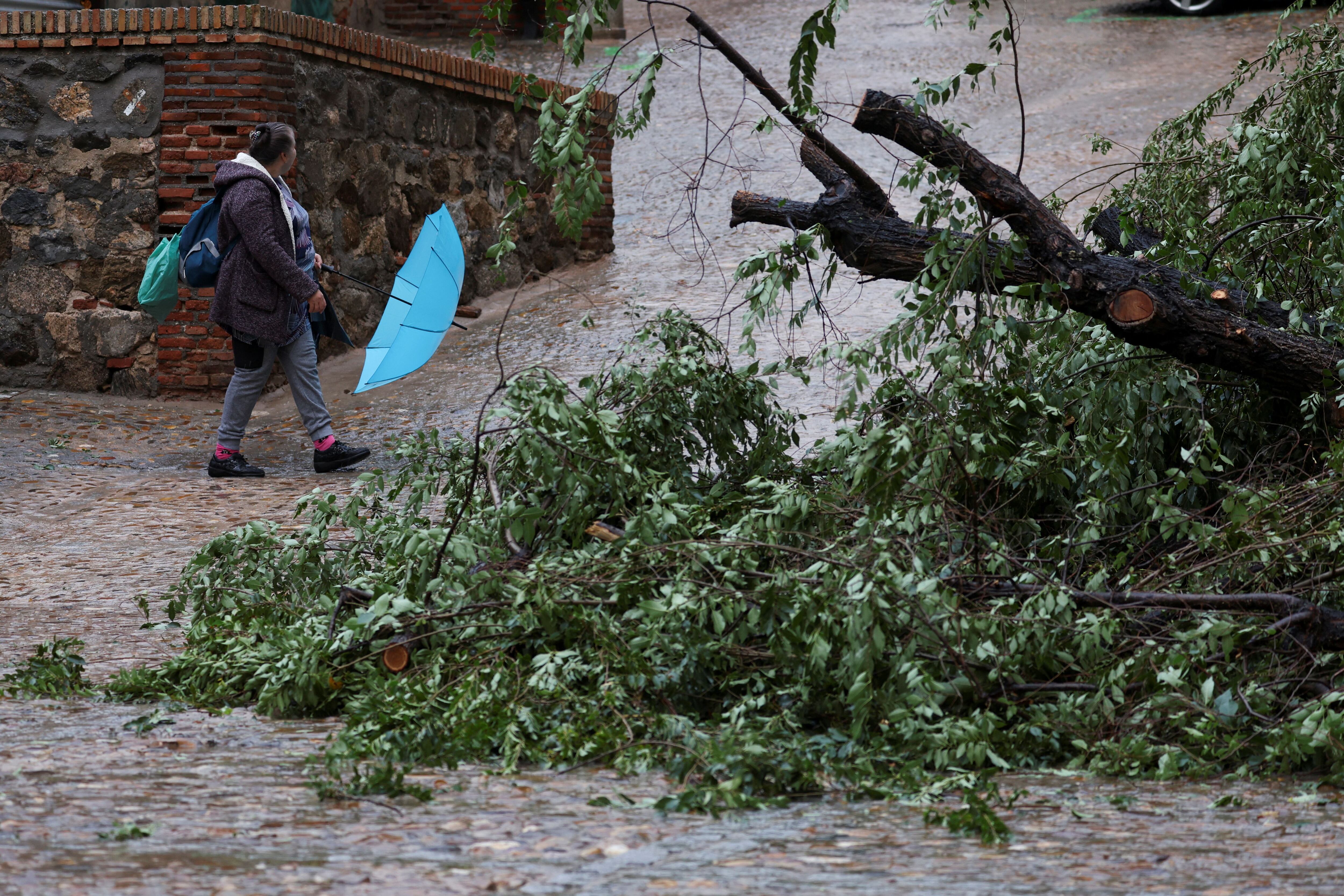 Una mujer camina frente a un árbol caído en Toledo, tras el episodio de fuertes lluvias. (REUTERS/Isabel Infantes)