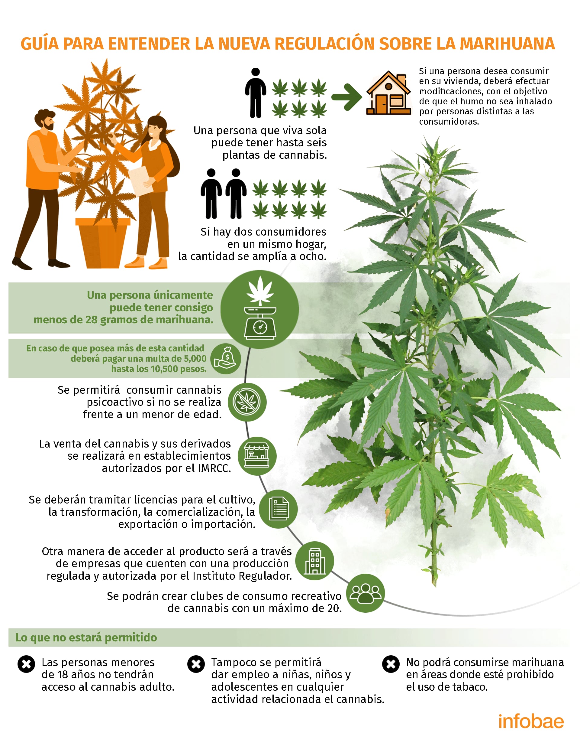 Guía para entender la regulación del cannabis en México. (Infografía: Jovani Perez Silva/Infobae México)