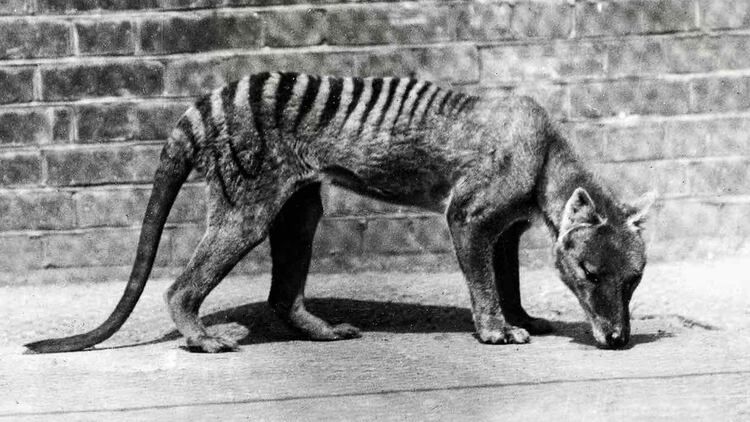Del legendario marsupial sólo hay imágenes en blanco y negro. A pesar de los rumores de avistamiento, no existen datos reales de que haya ejemplares vivos.