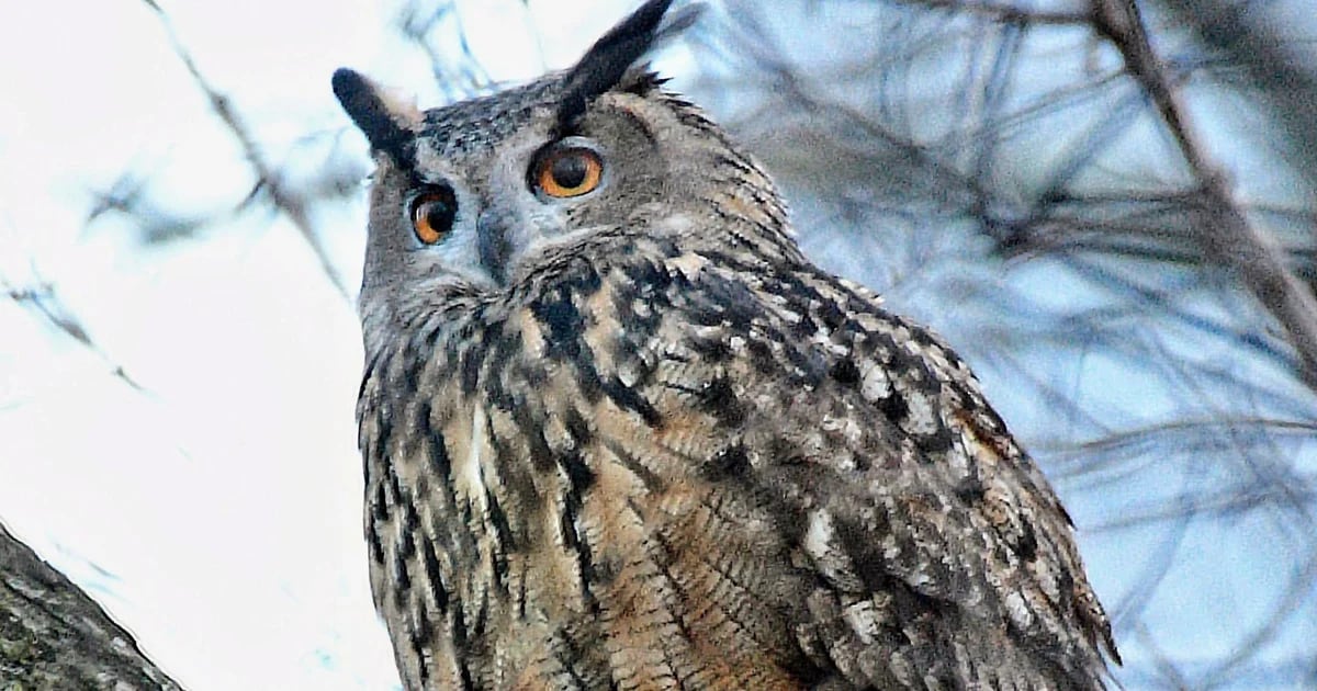 A study revealed that the secret of silent owls' flight lies in their wings