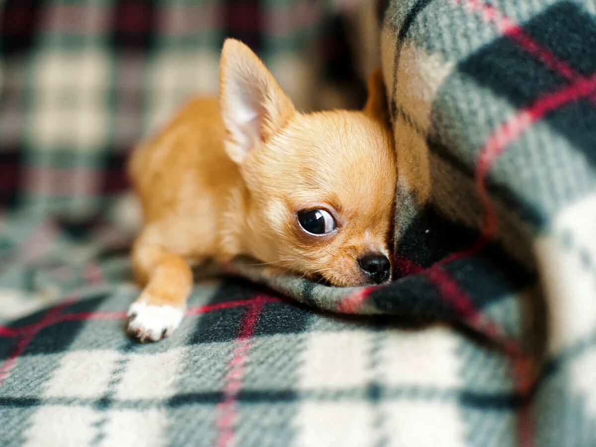 Día Mundial del Perro: cuál es el origen Chihuahua, uno de los preferidos en México - Infobae