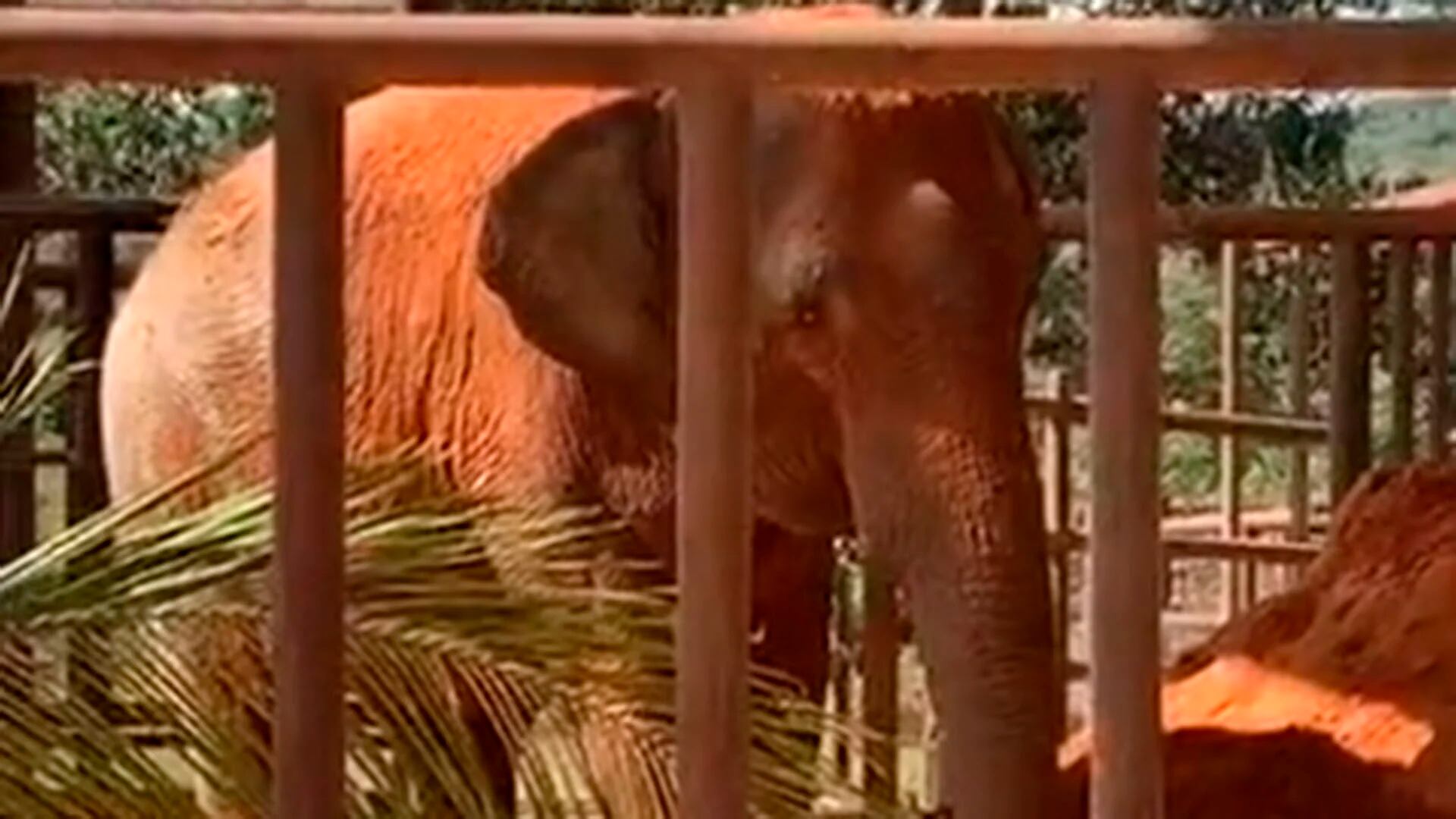 La elefanta Mara llegó esta tarde al Santuario de Elefantes de Brasil. En ese habitáculo estará unas horas mientras descansa y se adapta a su nueva vida. 