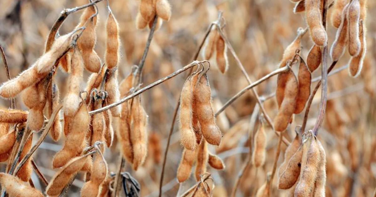 Il prezzo dei semi di soia è nuovamente sceso e ora è sotto i 500 dollari la tonnellata