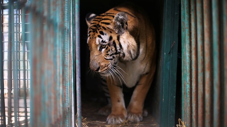 La tigresa Nadia contrajo coronavirus en el zoológico del Bronx (REUTERS)