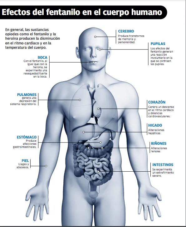Los efectos del fentanilo en el cuerpo (Connectas)