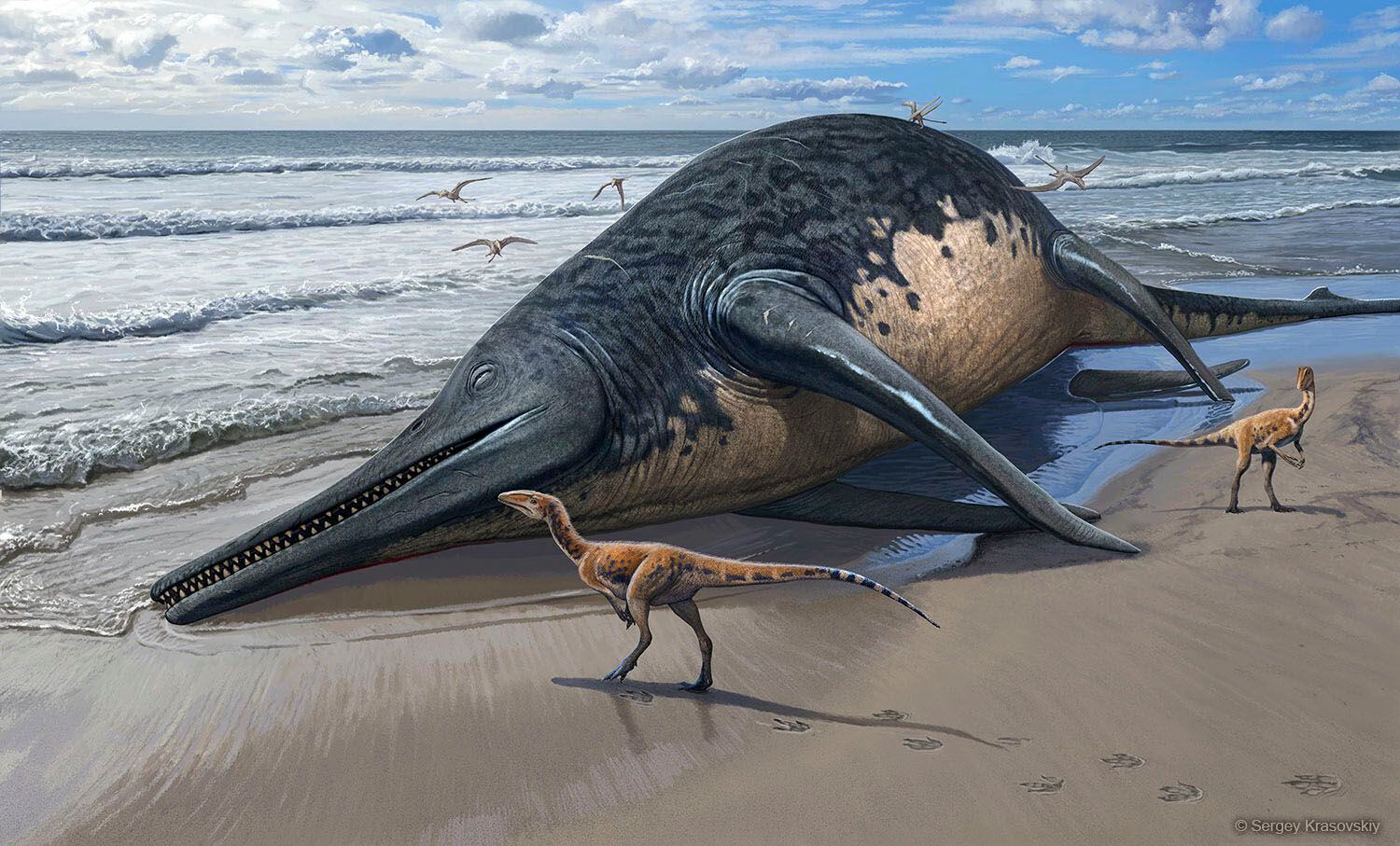 Recreación de un cadáver de Ichthyotitan severnensis en la playa. En mayo de 2020 mientras buscaban fósiles en una playa de Devon, en el suroeste de Inglaterra, un padre y una hija de 11 años hallaron restos de una mandíbula de 2 metros que resultaron ser similares a otros encontrados en 2016 y pertenecer a un nuevo tipo de reptil marino, el más grande conocido hasta ahora.EFE/ Sergey Krasovskiy 