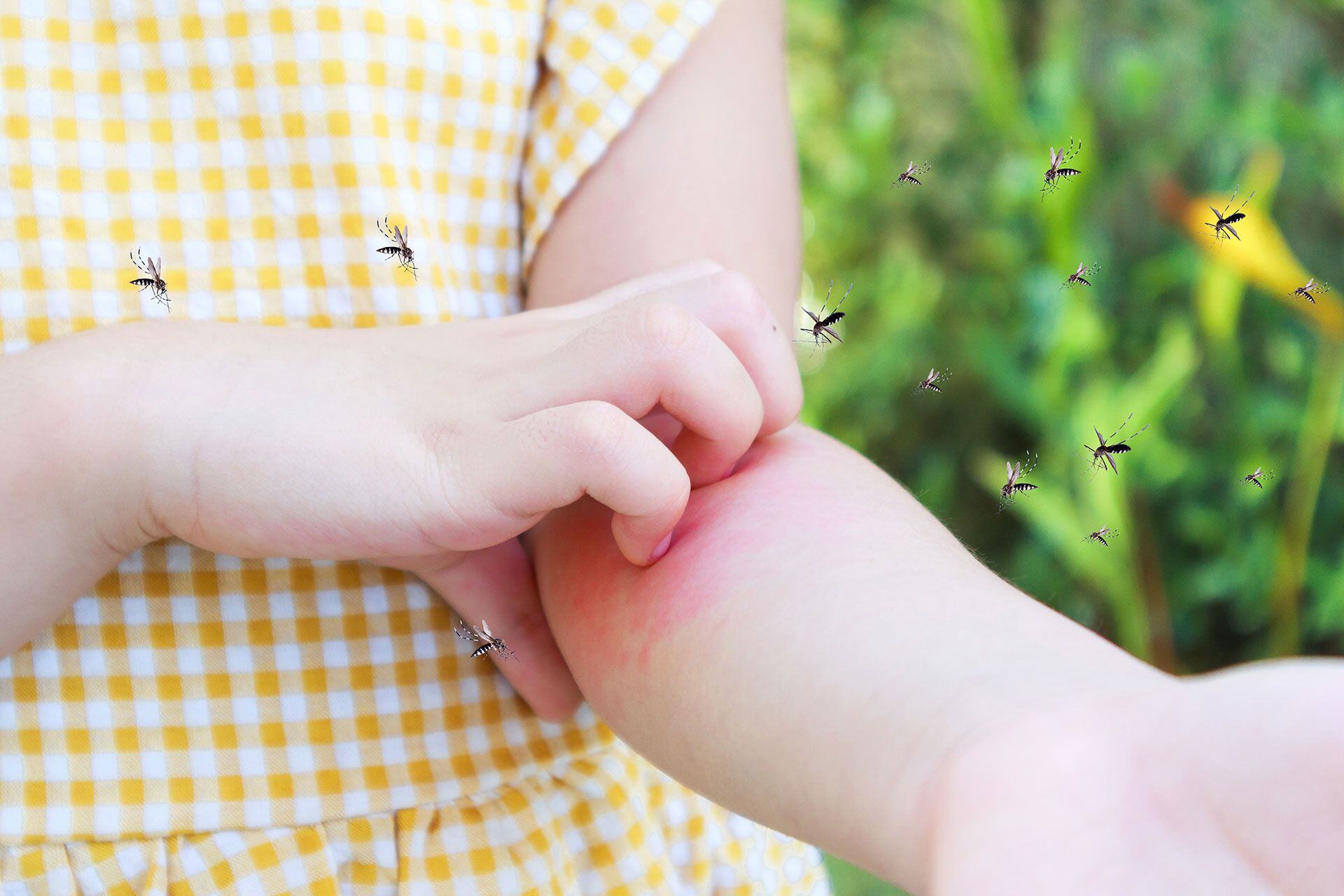 dengue y niños, chicos y mosquitos