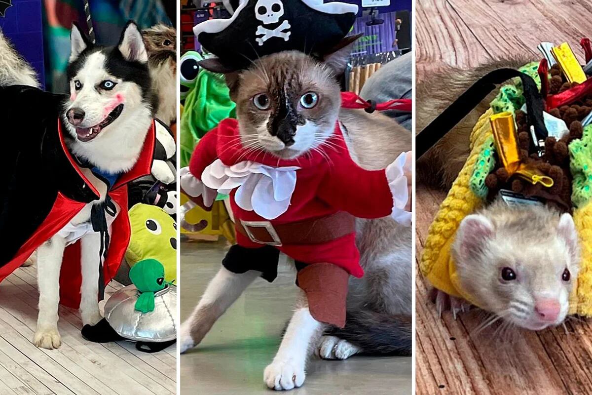 De hot dogs a capitanes piratas: los disfraces más creativos para mascotas  en Halloween - Infobae