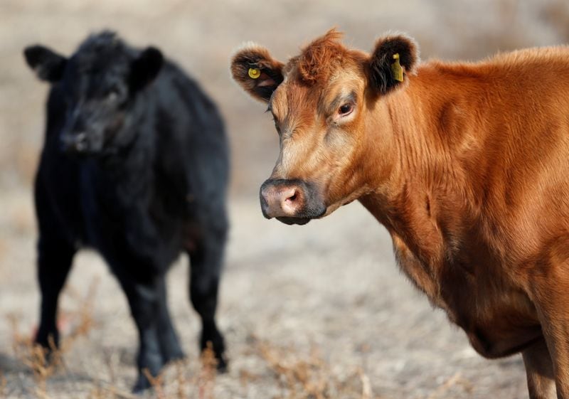 Argentina podría aumentar un 30% su producción de carne vacuna: qué condiciones se necesitan
Reuters
