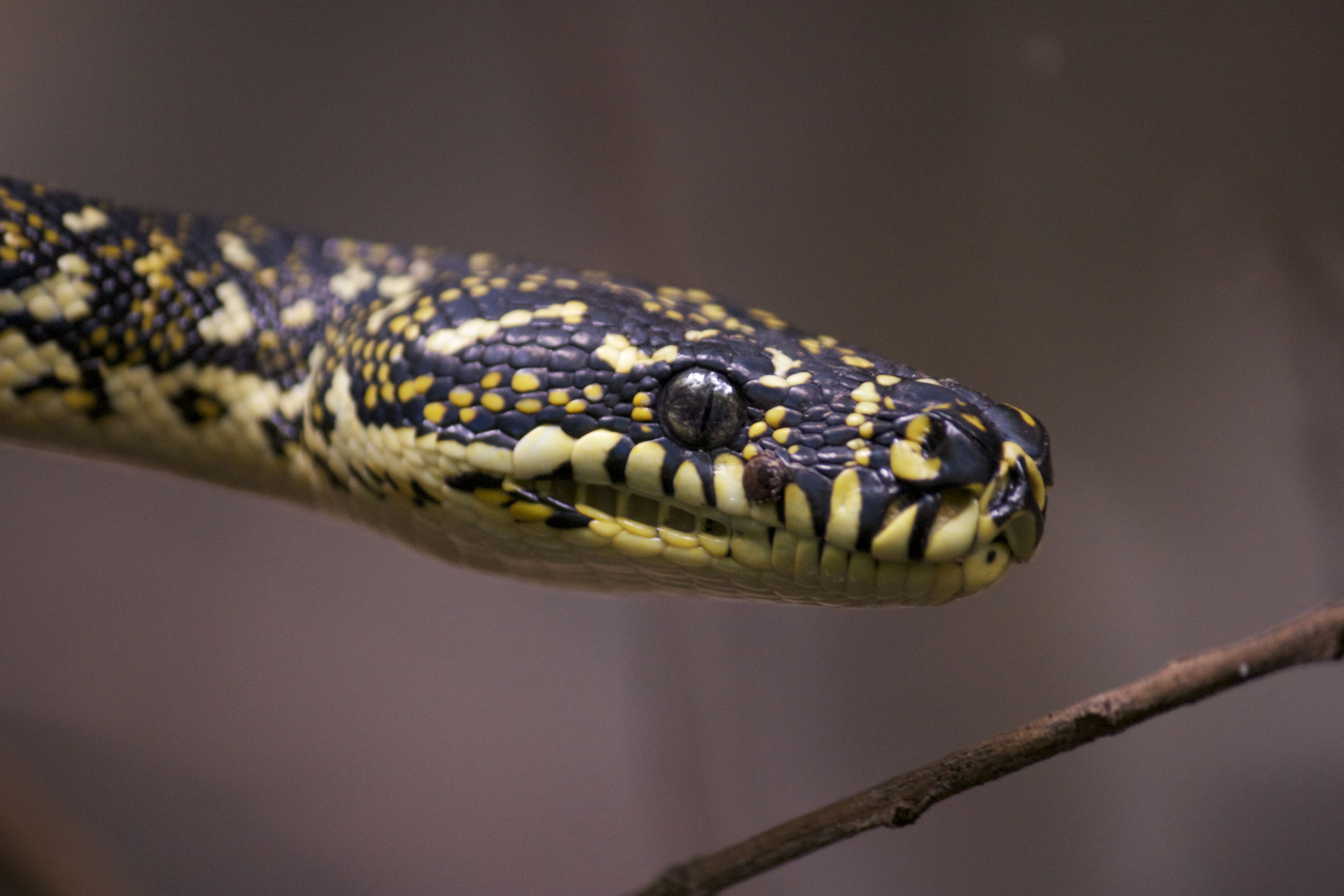 Morelia spelota, which lives in Australia, Indonesia and Papua New Guinea, known as carpet snake or diamond python (Wikimedia Commons)