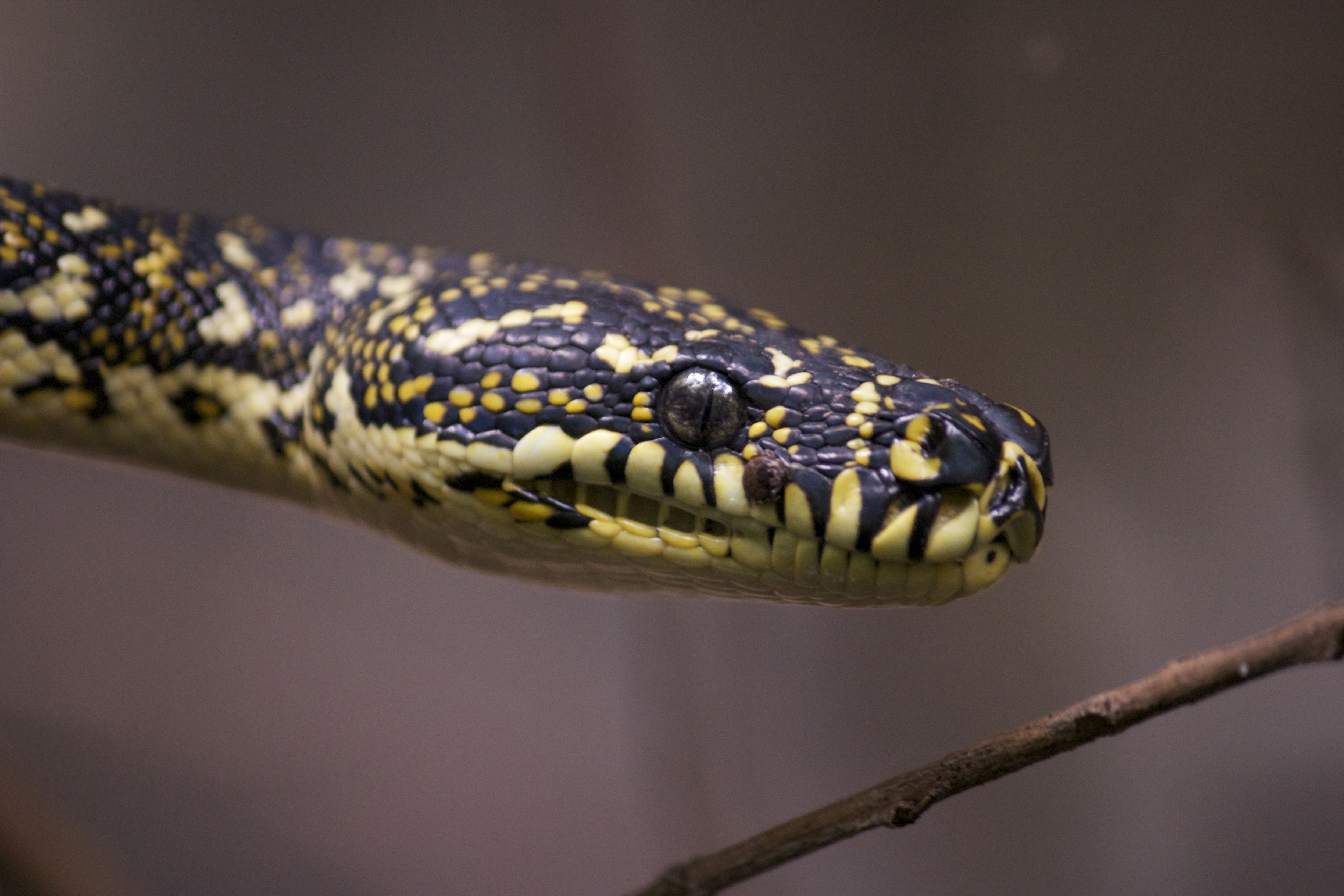 Morelia spilota, que vive en Australia, Indonesia y Papúa Nueva Guinea, conocida comúnmente como pitón de alfombra o pitón diamantina (Wikimedia Commons)