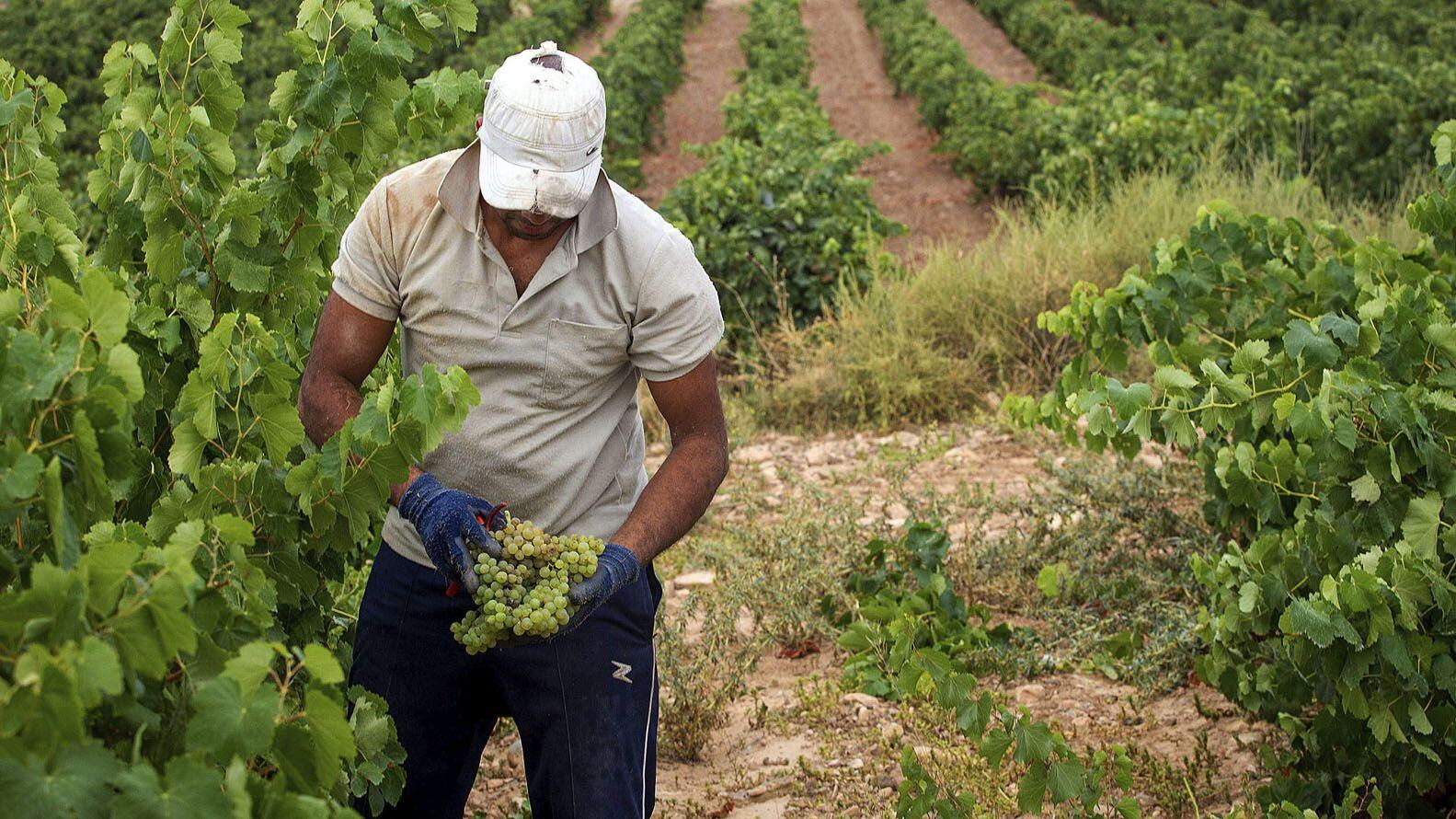 El agro sigue siendo uno de los sectores más informales, con un 66,4% de sus trabajadores en negro. EFE
