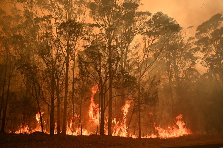 Incendios en Moruya, al sur de Batemans Bay, en Nueva Gales del Sur (Photo by PETER PARKS / AFP)