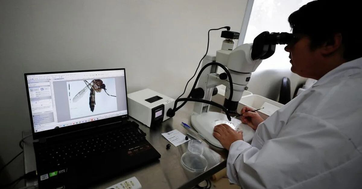 Argentinian biologists fight dengue fever with nuclear sterilization of mosquitoes