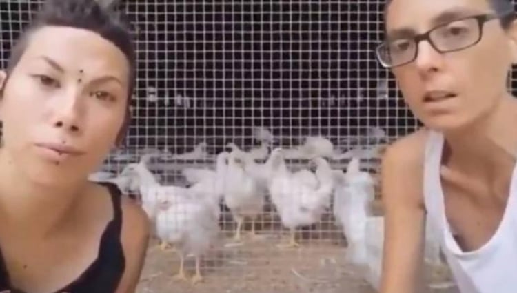 Las fundadoras de «Almas veganas» comparan las jaulas de gallinas con campos de concentración y piden abandonar el consumo de huevos (Foto: Captura de pantalla)